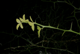 Poncirus trifoliata RCP2-2014 088.JPG